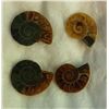 Image 1 : LOT OF 4 AMMOLITE SPECIMENS