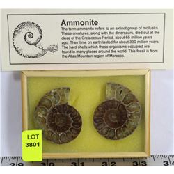 PAIR OF AMMONITES FOSSIL  IN DISPLAY CASE
