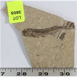 LYCOPTERA FOSSIL FISH FROM JURASSIC