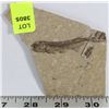 Image 1 : LYCOPTERA FOSSIL FISH FROM JURASSIC