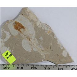 LYCOPTERA FOSSIL FISH FROM JURASSIC