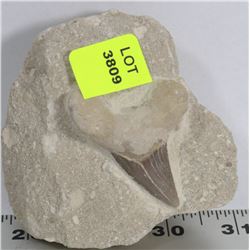 SHARK TOOTH FOSSIL, IN MATRIX