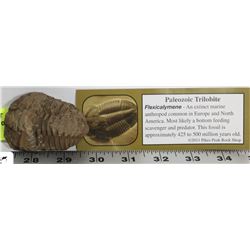 EXTINCT MARINE ANTHROPOD FOSSIL