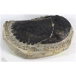 METACANTHINA TRILLIBITE FOSSIL