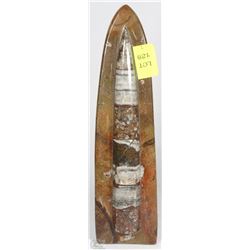ORTHOCERAS 350 MILLION FOSSIL SCULPTURE 7"H