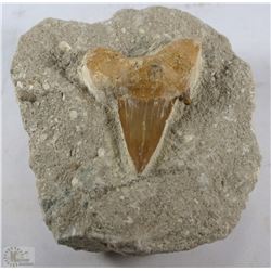 FOSSILIZED SHARK TOOTH IN MATRIX OVER 250 MILLION
