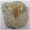 Image 1 : FOSSILIZED SHARK TOOTH IN MATRIX OVER 250 MILLION
