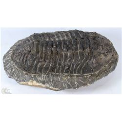 PHACOPS-ARNA  TRILLIBITE FOUND IN MOROCCO