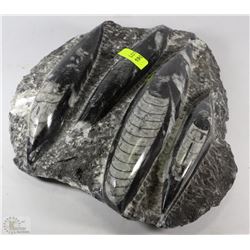 ORTHOCERAS SCULPTURED PLATE 1 OF A KIND OVER 450