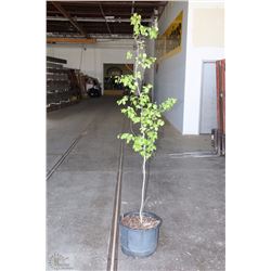 5'-6' SWEDISH ASPEN TREES