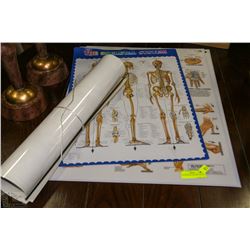 COLLECTION OF ANATOMY POSTERS