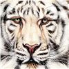 Image 2 : "White Bengal" Limited Edition Giclee on Canvas by Martin Katon, Numbered and Hand Signed with Certi