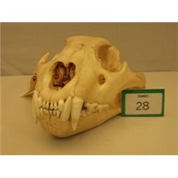 Museum grade skull of lioness…