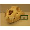 Image 1 : Museum grade skull of lioness…