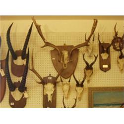 Mounted Japanese sika set of antlers plus mou…