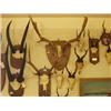 Image 1 : Mounted Japanese sika set of antlers plus mou…