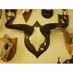 Rowland Ward mounted skull and horns of white…