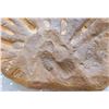 Image 2 : Rare Large Fossil