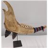 Image 1 : Native American Jawbone Club