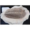 Image 2 : Museum Quality Cast of Trilobite