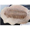 Image 5 : Museum Quality Cast of Trilobite