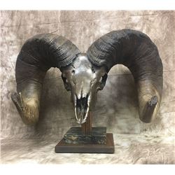 Bronzed Coated Ram Skull