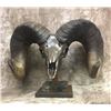 Image 1 : Bronzed Coated Ram Skull