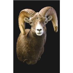$750 Taxidermy Credit with Wildlife Expressions of Durango