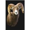 Image 1 : $750 Taxidermy Credit with Wildlife Expressions of Durango