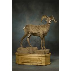 $1500 Taxidermy Credit  - Brumfield Taxidermy