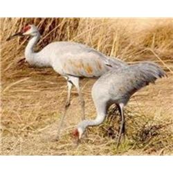 Sand Hill Crane Hunt in Texas for 4 hunters