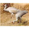 Image 1 : Sand Hill Crane Hunt in Texas for 4 hunters