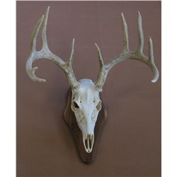 Whitetail or Mule Deer skull cleaning & mounted on walnut plaque taxidermy gift certificate.