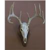 Image 1 : Whitetail or Mule Deer skull cleaning & mounted on walnut plaque taxidermy gift certificate.