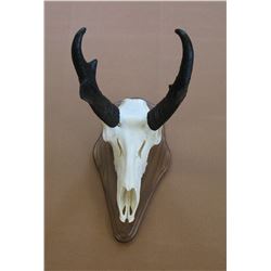 Antelope skull cleaning & mounted on plaque taxidermy  gift certificate