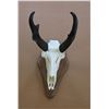 Image 1 : Antelope skull cleaning & mounted on plaque taxidermy  gift certificate