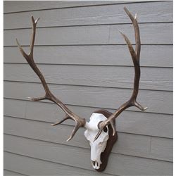 Elk skull cleaning & mounted on plaque taxidermy gift certificate.