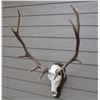 Image 1 : Elk skull cleaning & mounted on plaque taxidermy gift certificate.