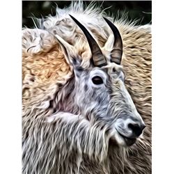 Mountain Goat Canvas Print