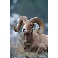 Bighorn Sheep Canvas Print
