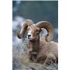 Image 1 : Bighorn Sheep Canvas Print