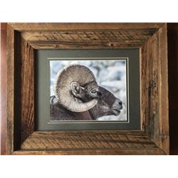 Bighorn Ram Photo.