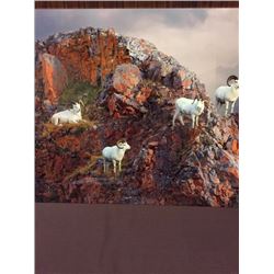 Dall Sheep Metal Photo