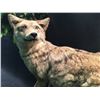 Image 2 : COYOTE FULL BODY MOUNT