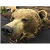 Image 2 : SPECTACULAR RUSSIAN KAMCHATKA BROWN BEAR RUG WITH HEAD MEASURING 93" FROM NOSE TO TAIL.