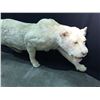 Image 2 : EXCEPTIONALLY RARE FULL SIZE FULL BODY ALBINO LIONESS FROM ZIMBABWE, AFRICA MOUNT MEASURES: 86" LONG