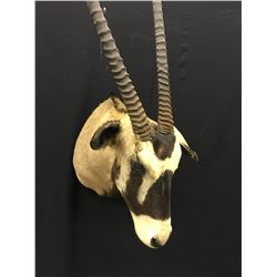 AFRICAN GEMSBUCK (GEMSBOK) HEAD AND HORN MOUNT