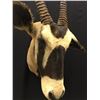 Image 2 : AFRICAN GEMSBUCK (GEMSBOK) HEAD AND HORN MOUNT