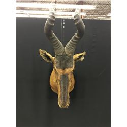 AFRICAN HARTEBEEST HEAD AND HORN MOUNT