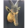 Image 2 : AFRICAN HARTEBEEST HEAD AND HORN MOUNT